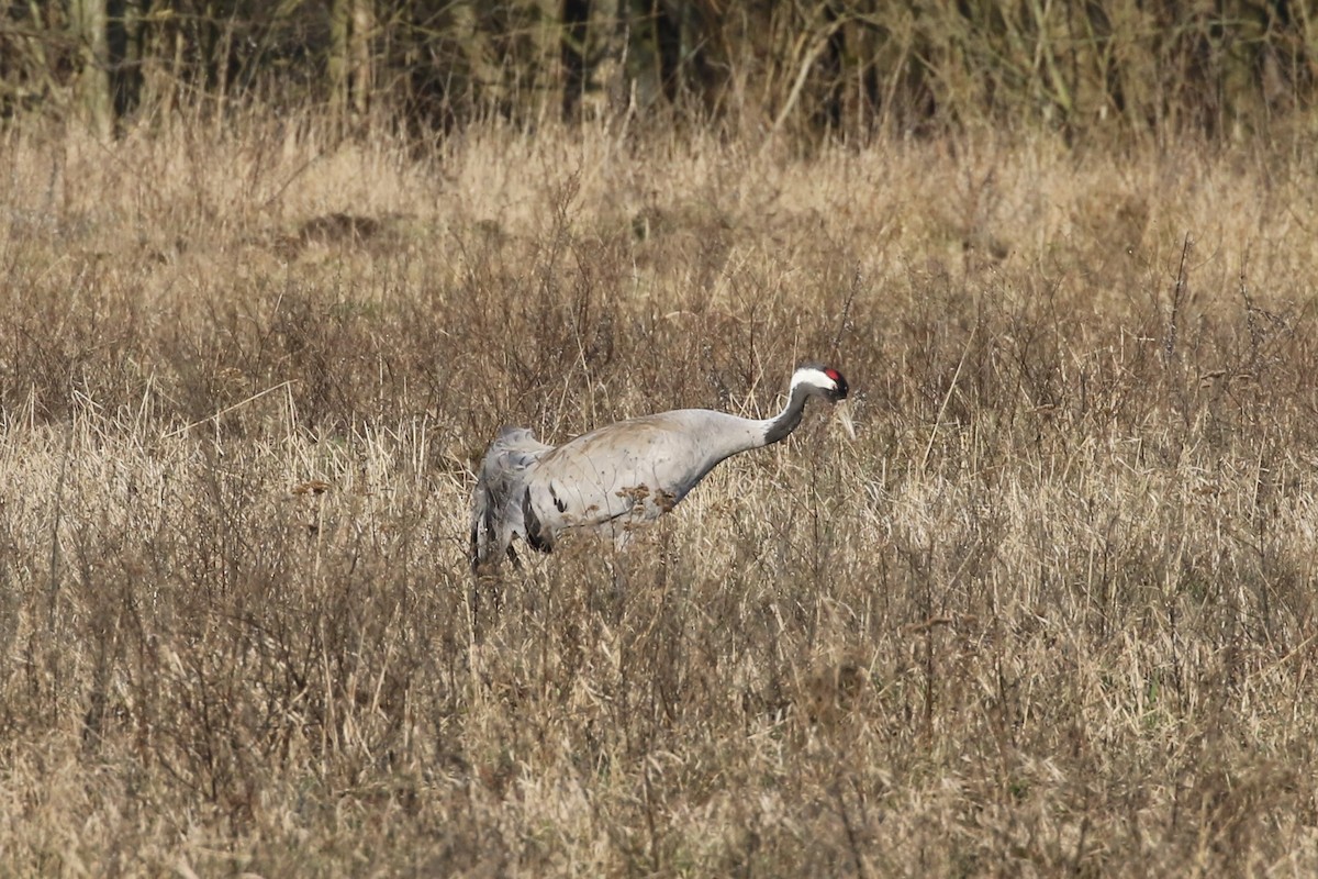 Журавель сірий - ML147117581