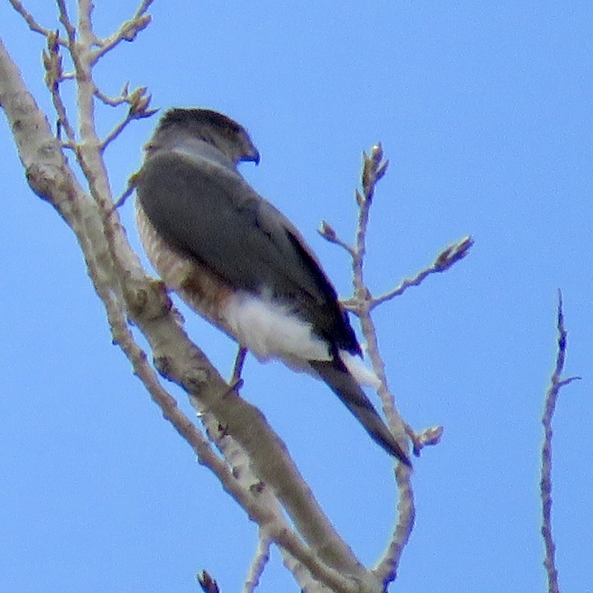 Cooper's Hawk - ML147117591