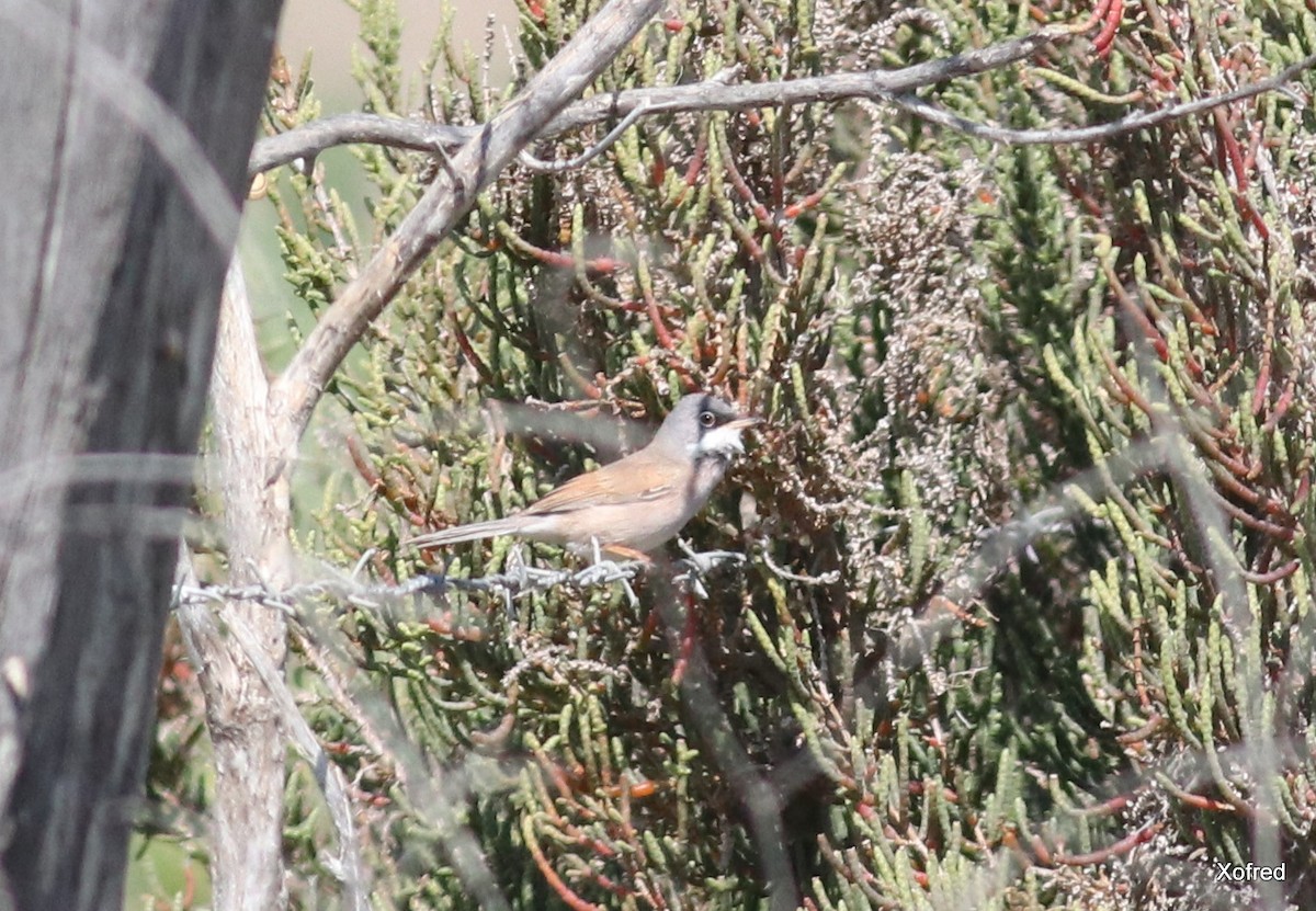 Spectacled Warbler - ML147118271