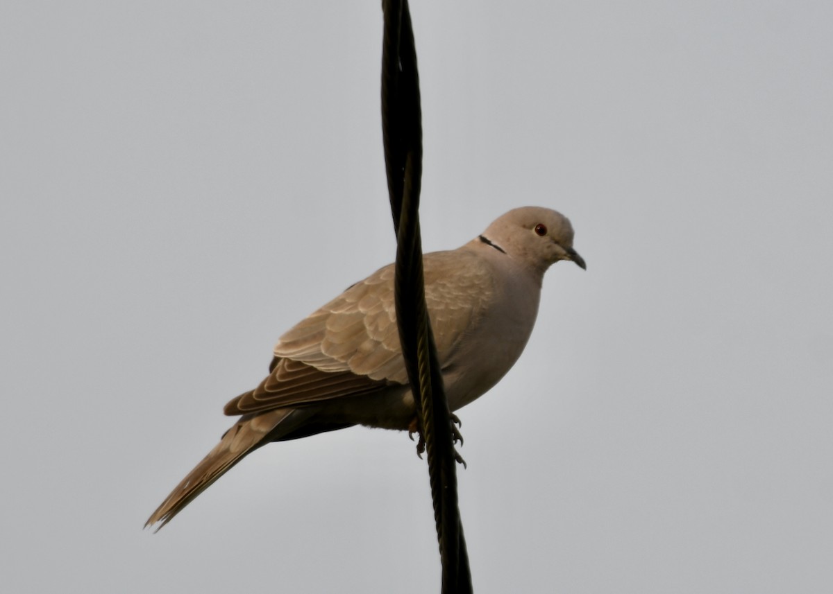 Eurasian Collared-Dove - Joe Wujcik