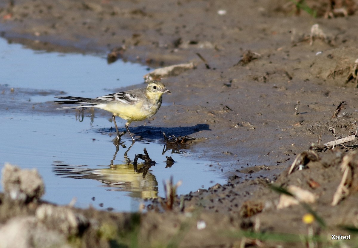 Citrine Wagtail - ML147119221