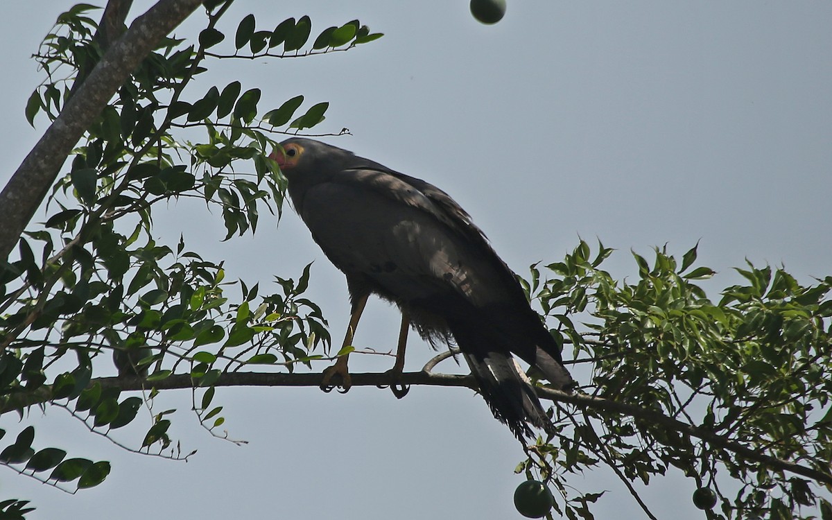 African Harrier-Hawk - ML147119261