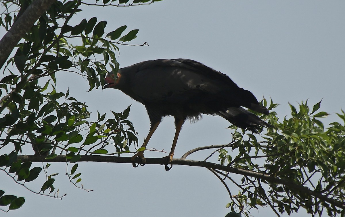 African Harrier-Hawk - Paul Chapman