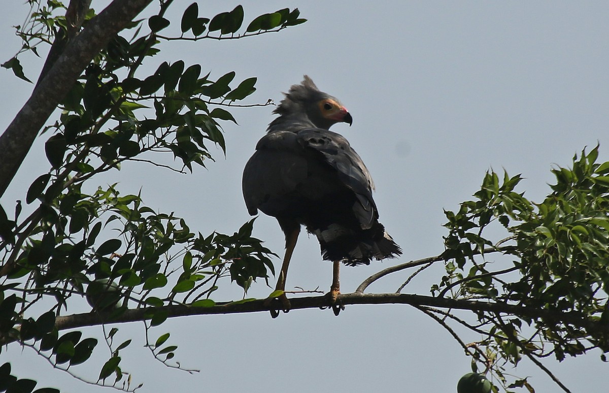 African Harrier-Hawk - ML147119311