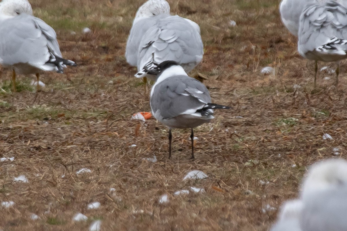 Laughing Gull - Joshua Malbin