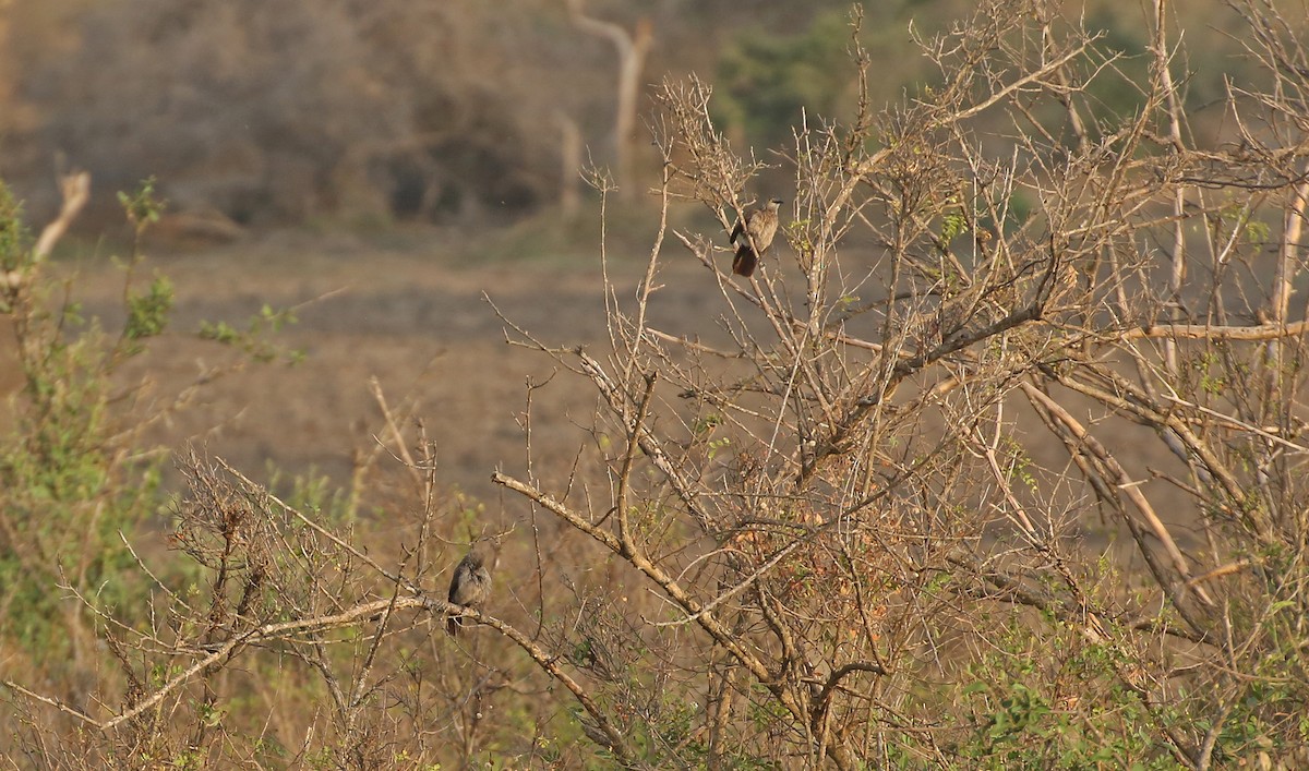 Brown Babbler - ML147120161