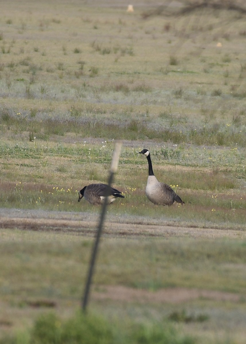 Canada Goose - Joe Wujcik