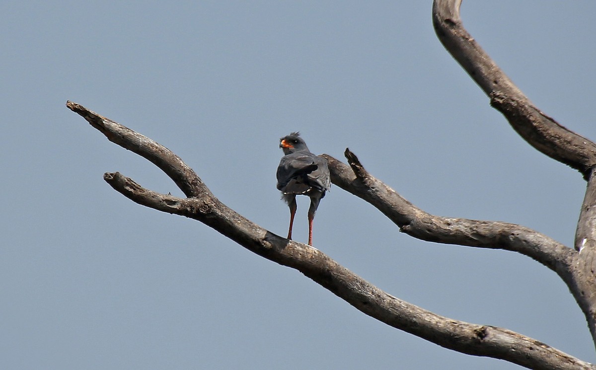 Dark Chanting-Goshawk - ML147120611