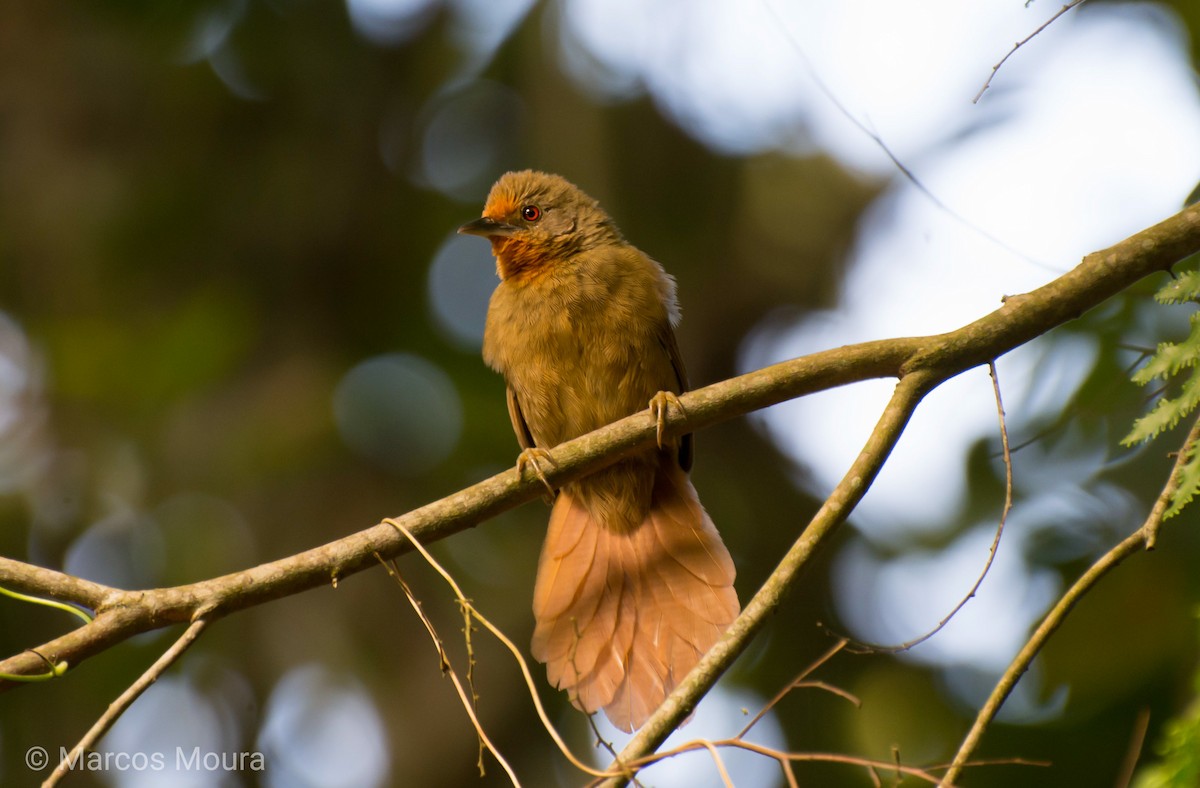 Orange-eyed Thornbird - Marcos Moura