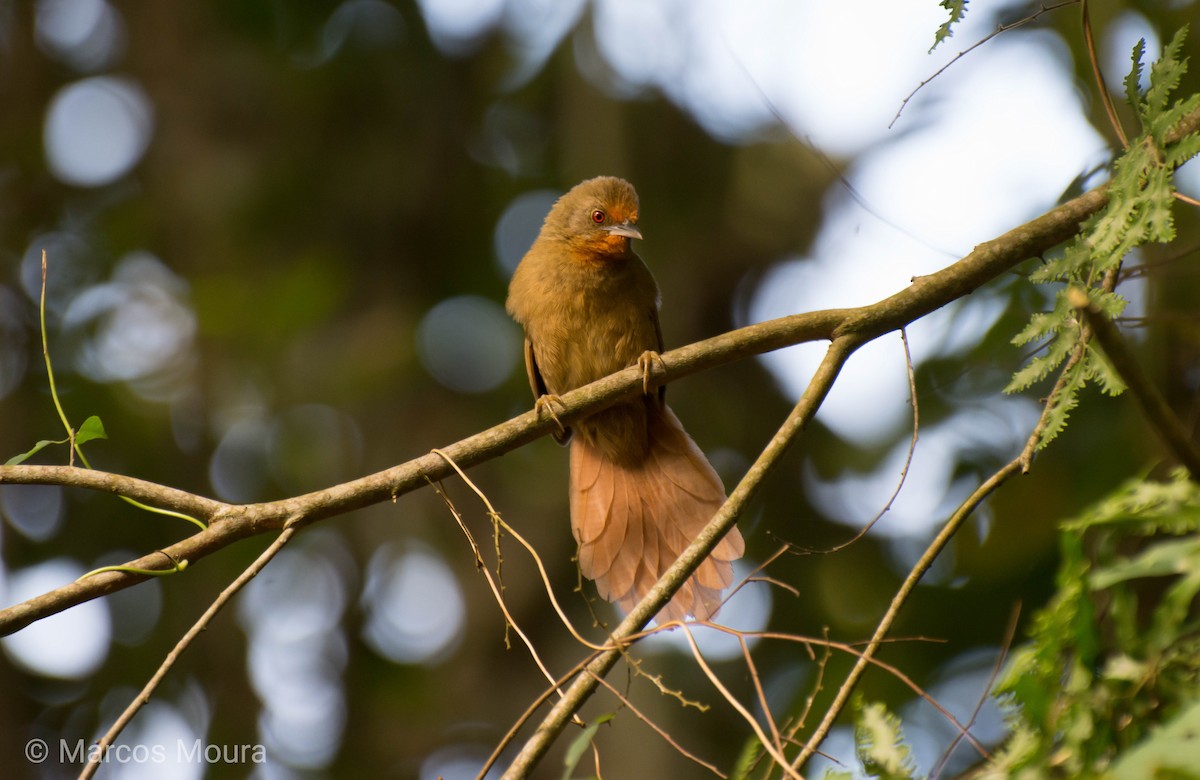 Orange-eyed Thornbird - Marcos Moura