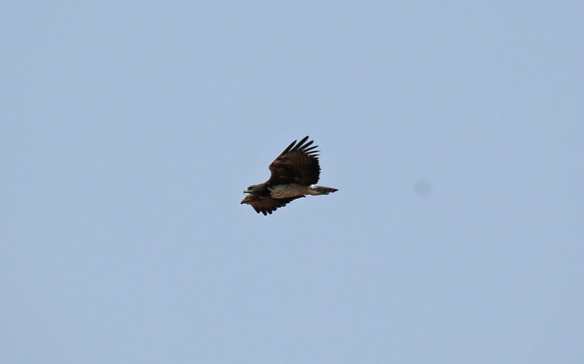 Martial Eagle - Paul Chapman