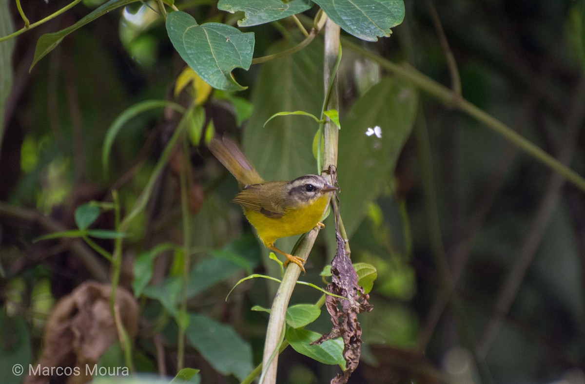 Golden-crowned Warbler - Marcos Moura