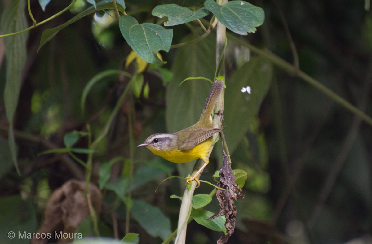 Golden-crowned Warbler - Marcos Moura