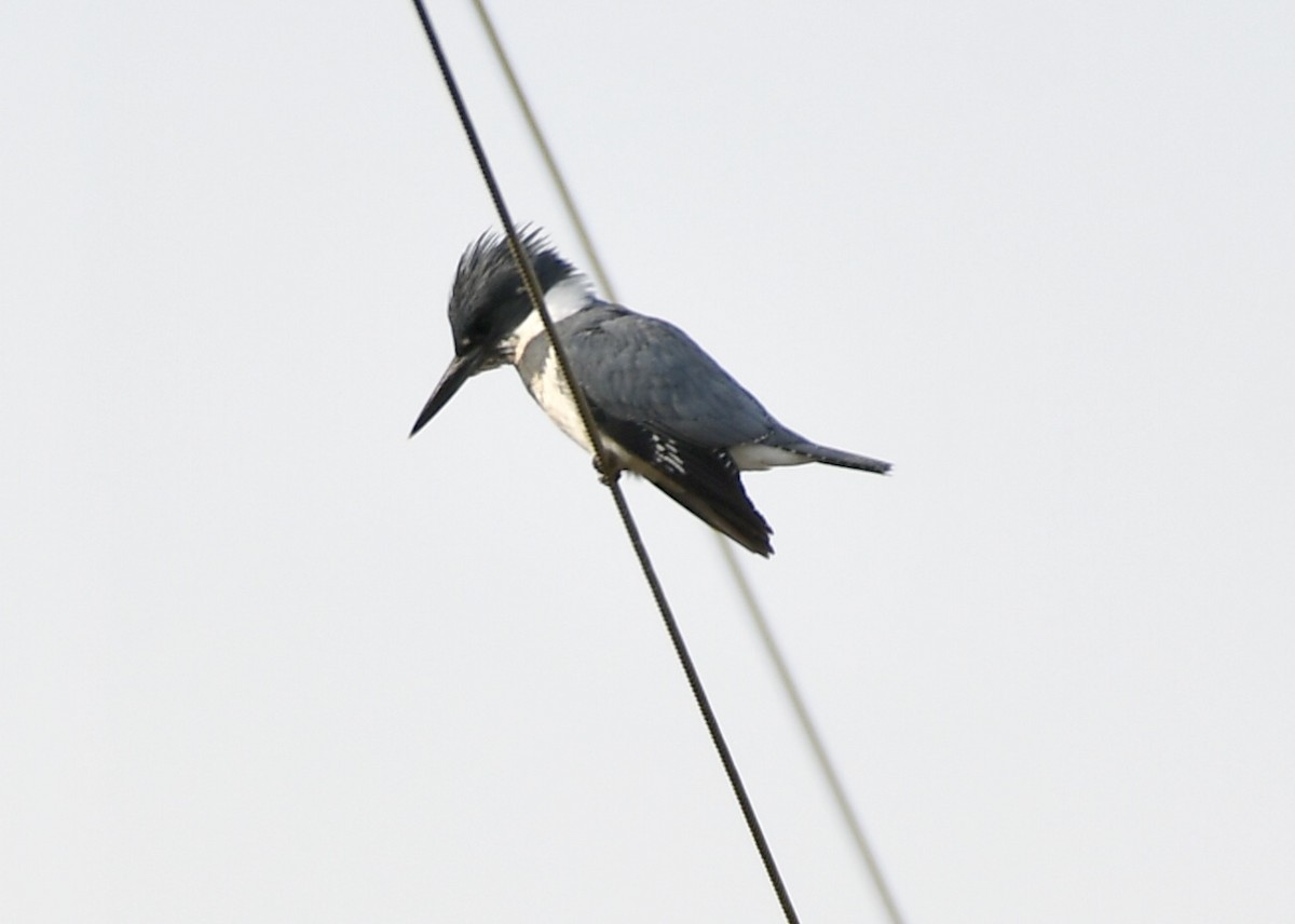 Belted Kingfisher - ML147122591