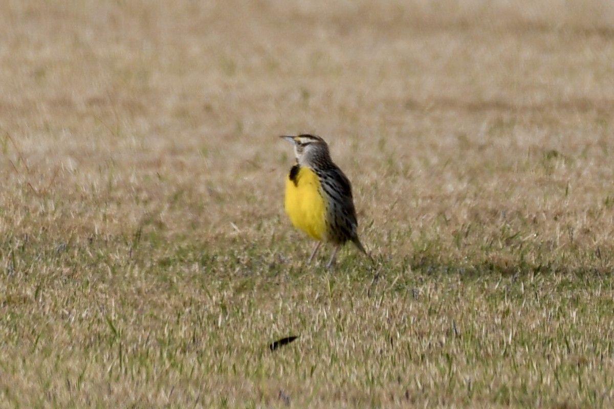 Eastern Meadowlark - ML147122991