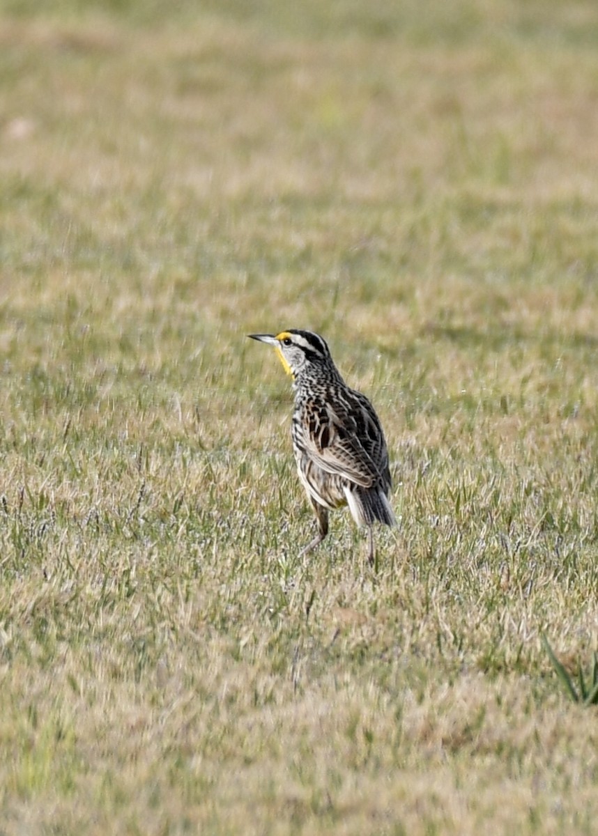 Eastern Meadowlark - ML147123001