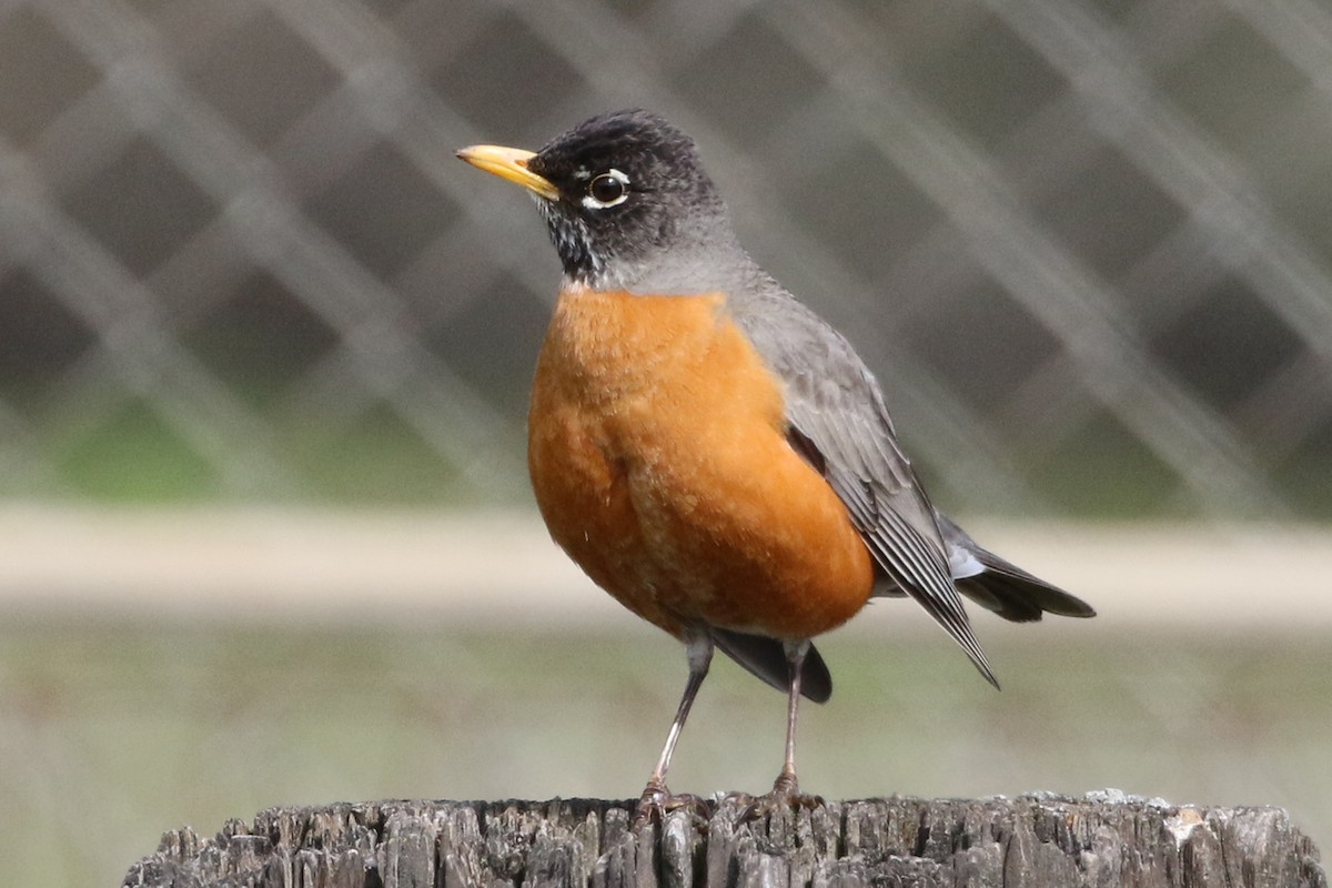 American Robin - ML147123091