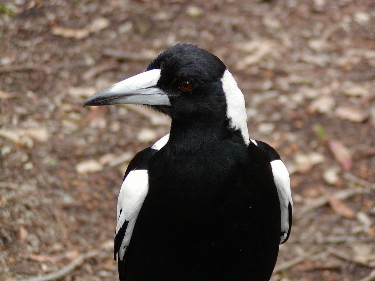 Australian Magpie - ML147123131