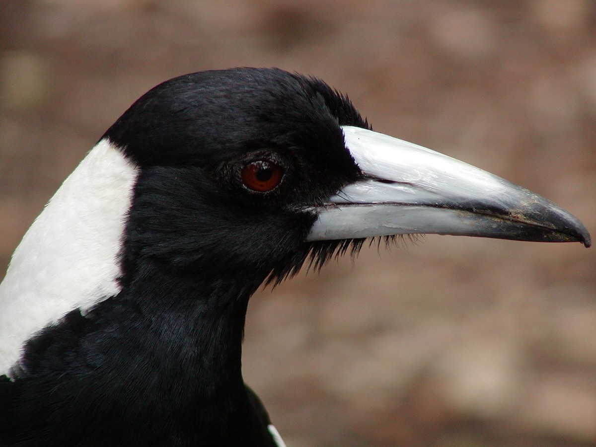 Australian Magpie - ML147123141
