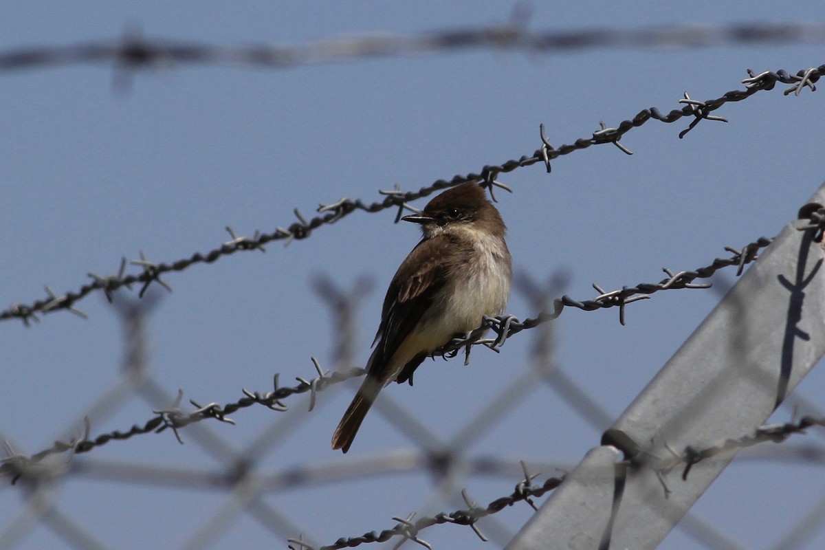 Eastern Phoebe - ML147123381