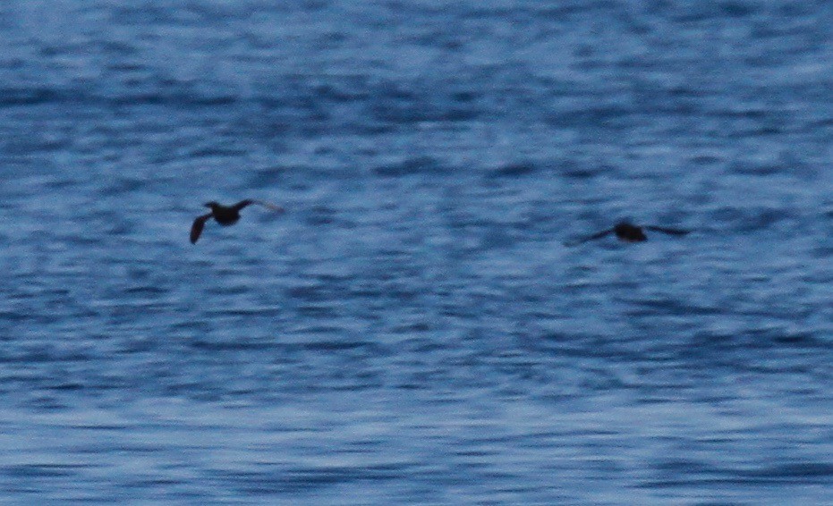 Craveri's Murrelet - ML147123801