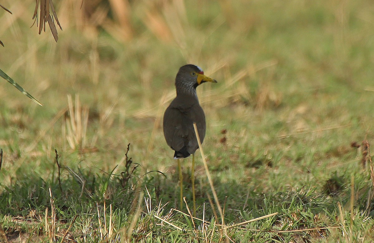 Wattled Lapwing - ML147123911