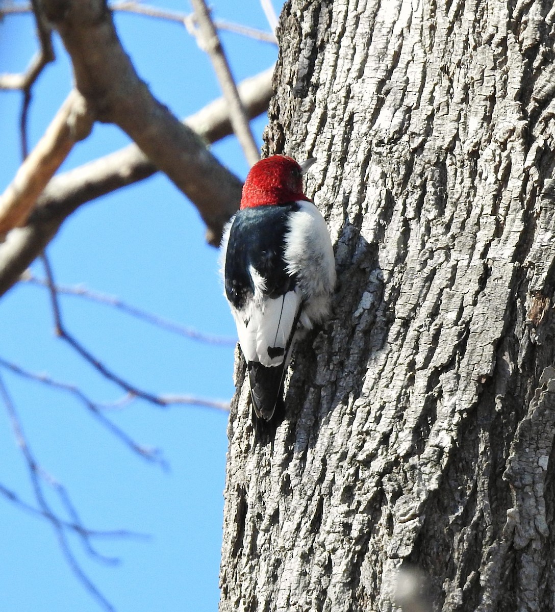 Red-headed Woodpecker - ML147124391