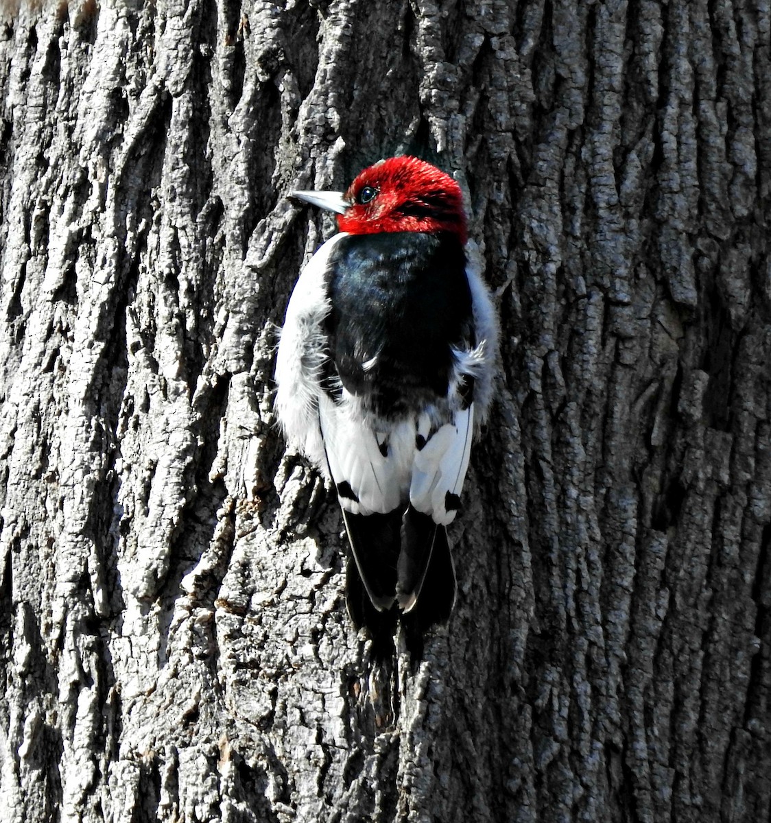 Red-headed Woodpecker - ML147124481