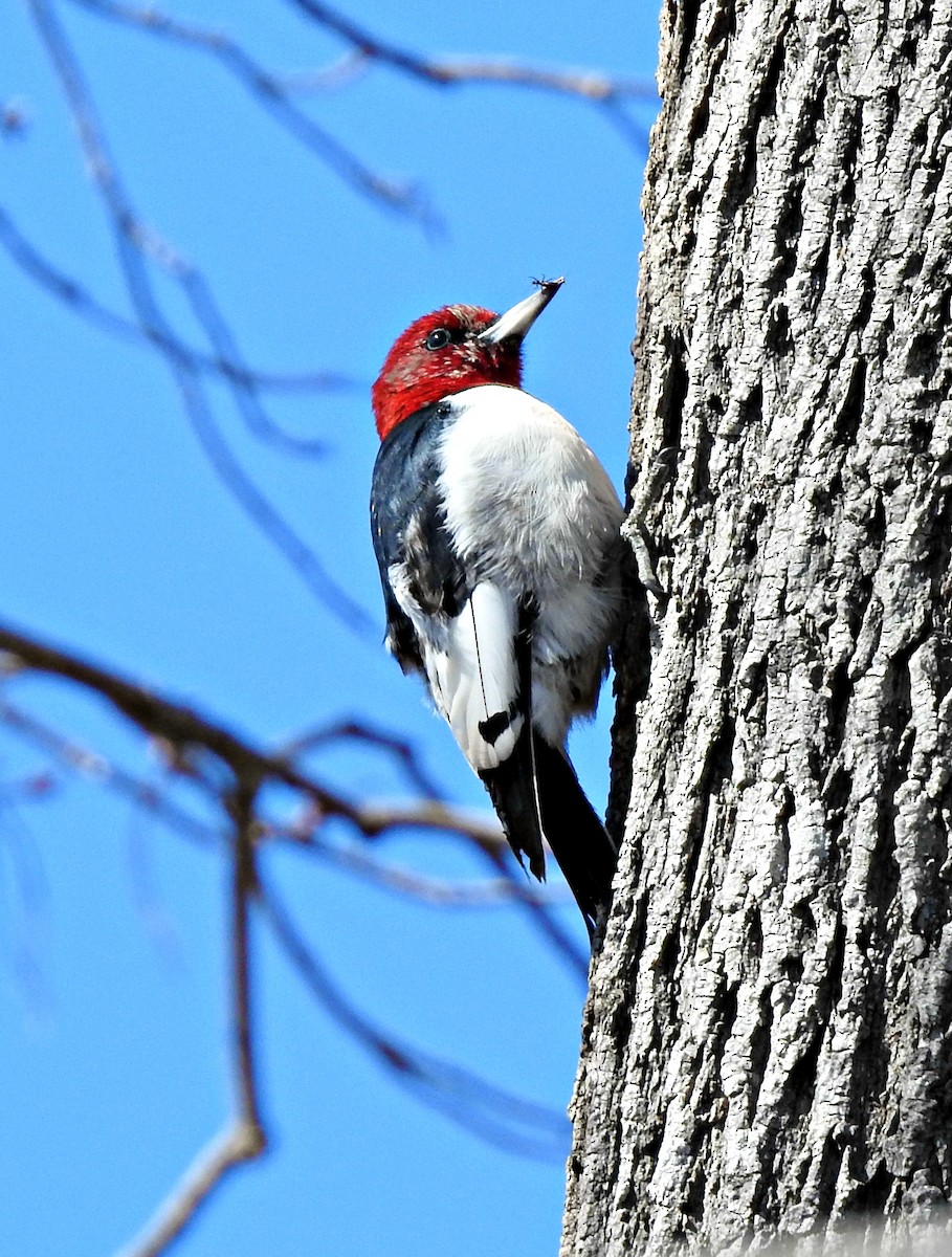 Red-headed Woodpecker - ML147124541