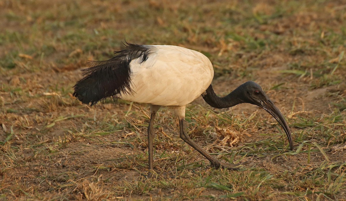 ibis posvátný - ML147124971