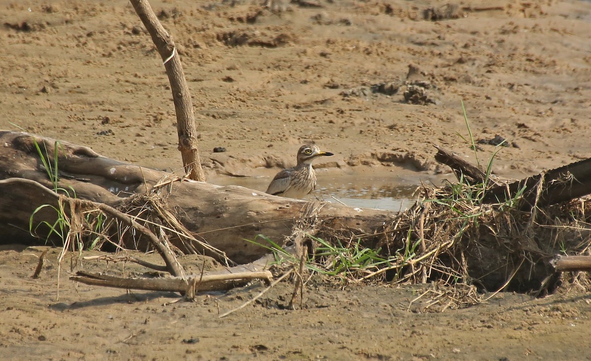 Senegal Thick-knee - Paul Chapman