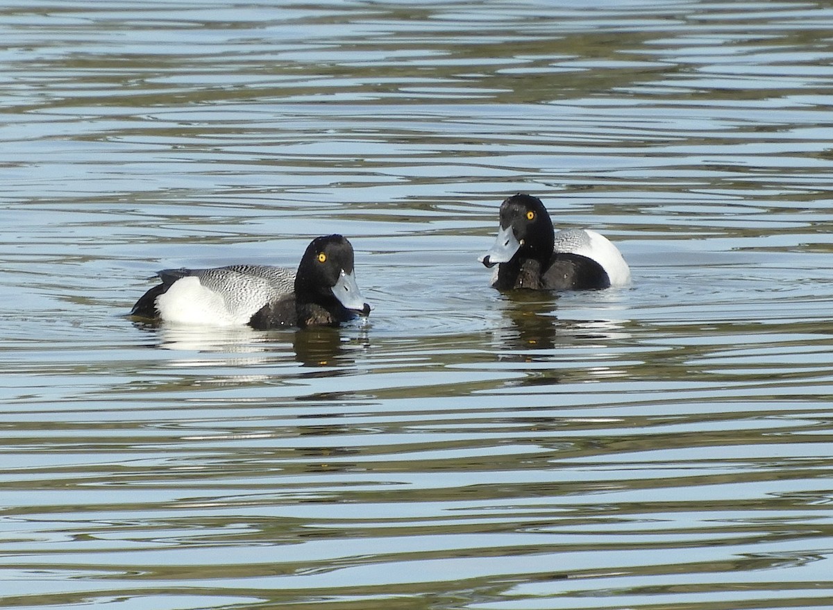 Lesser Scaup - ML147126771