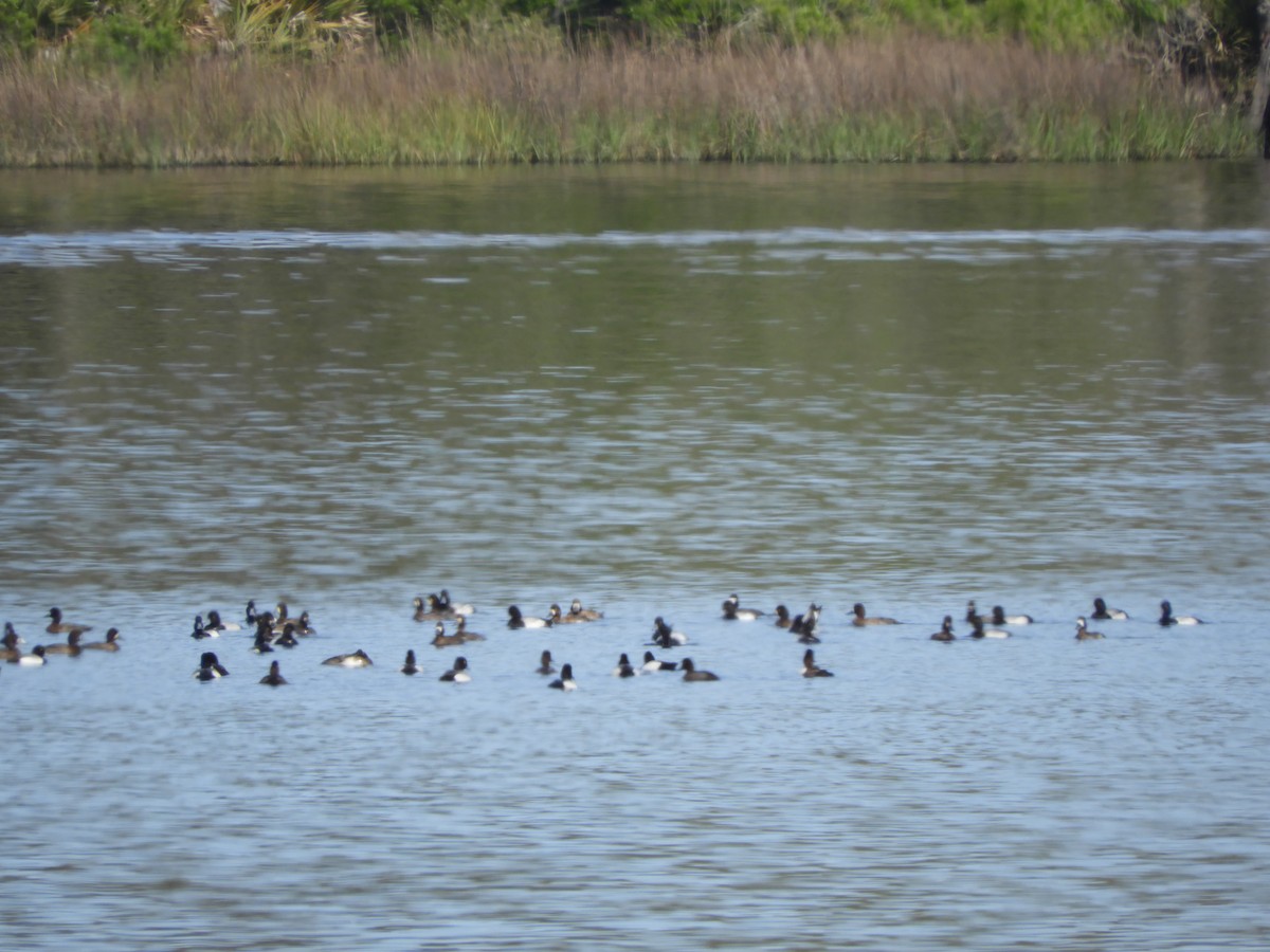 Lesser Scaup - ML147126841