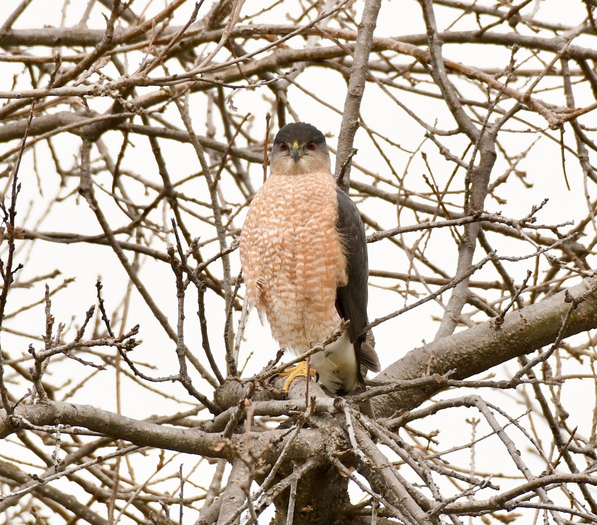 Cooper's Hawk - Adam Dudley