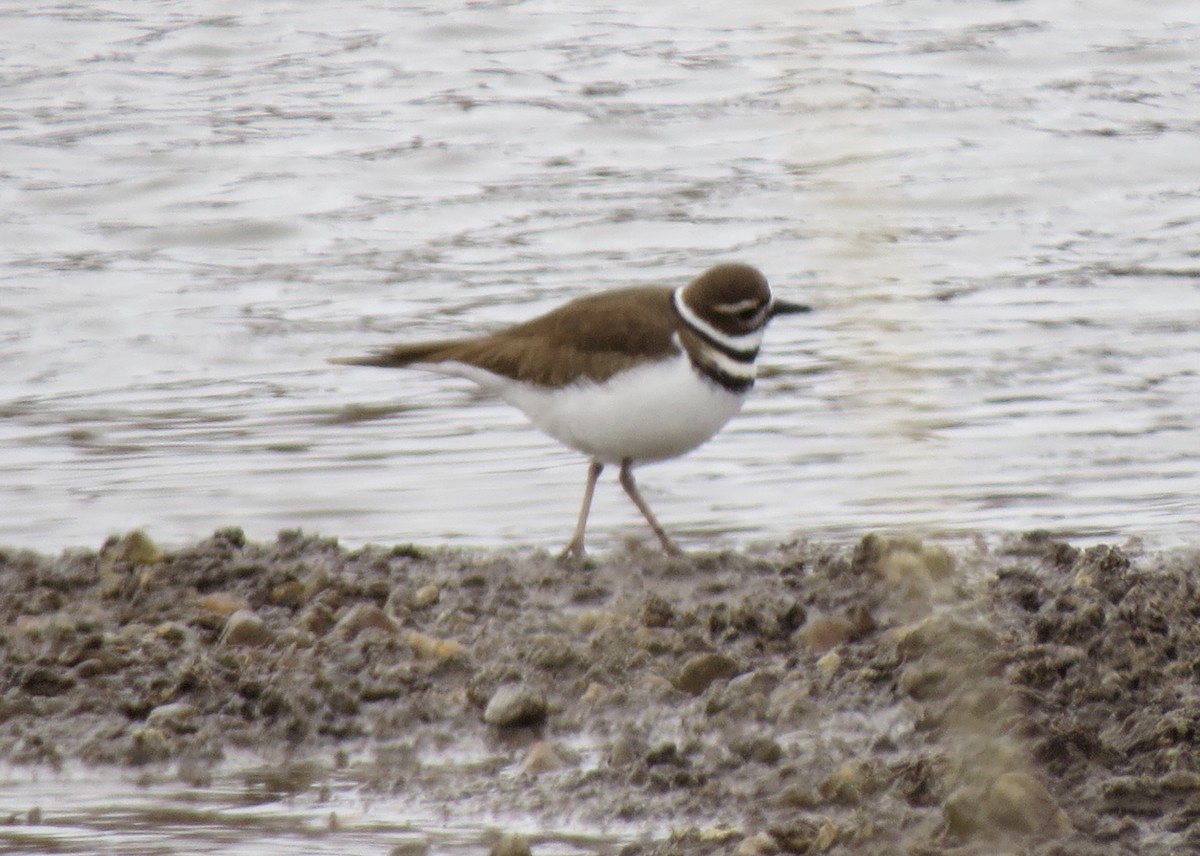 Killdeer - ML147130191