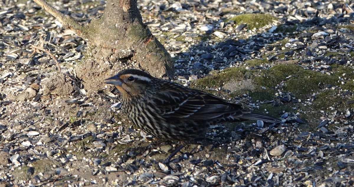 Red-winged Blackbird - Robert Dixon