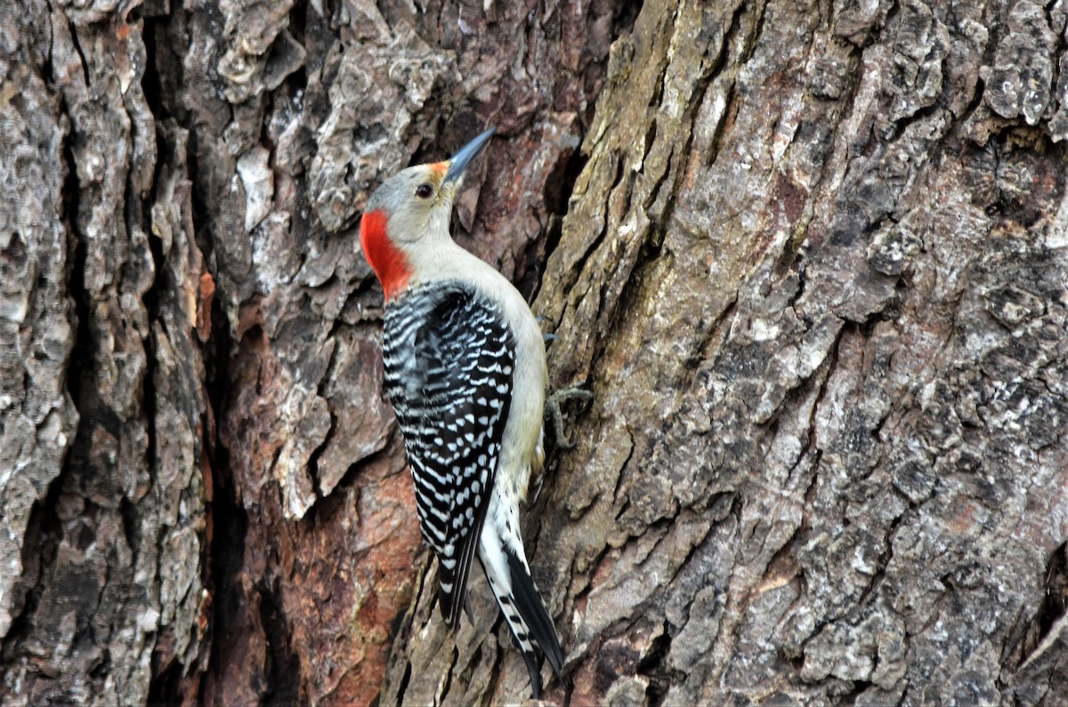 Red-bellied Woodpecker - ML147133931