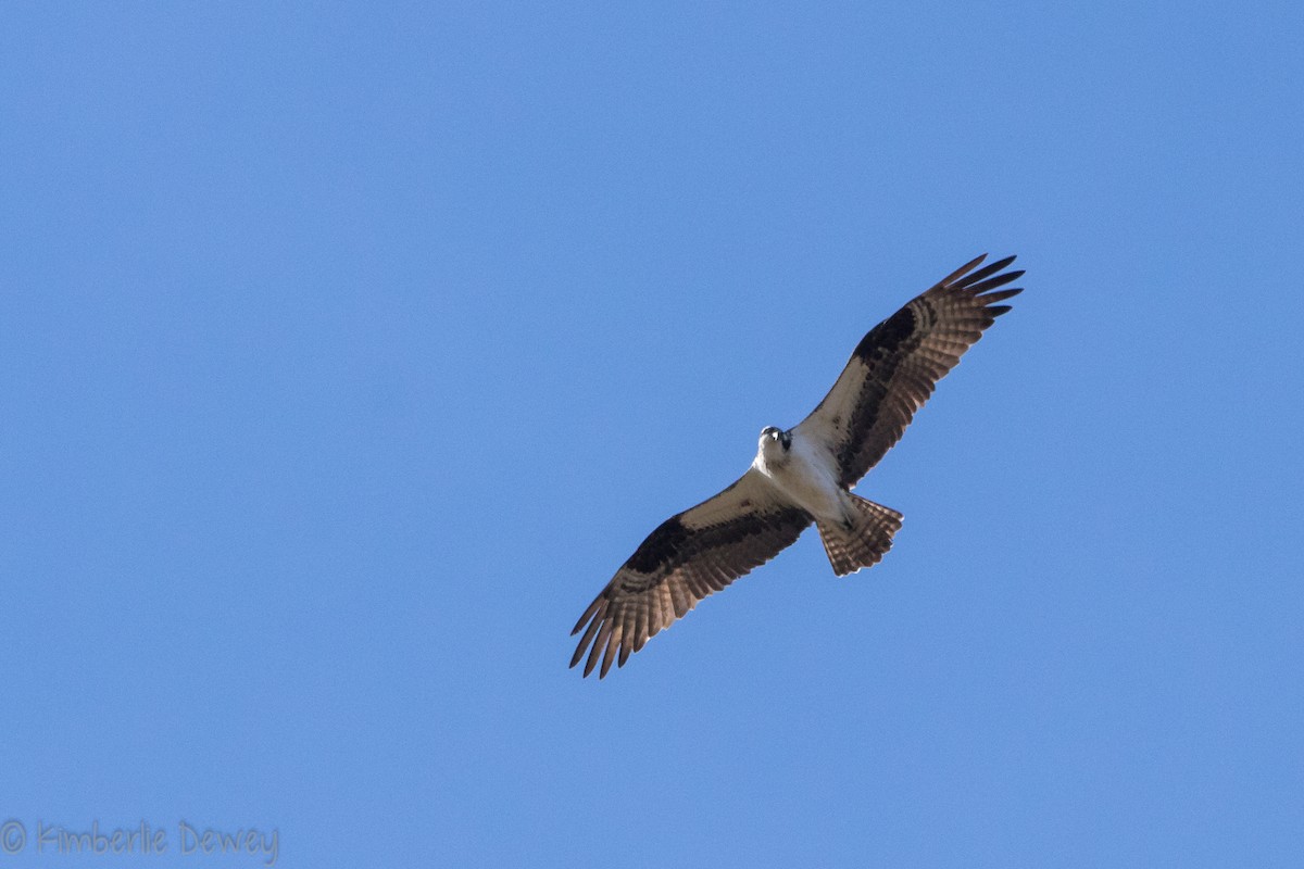 Osprey - ML147139881