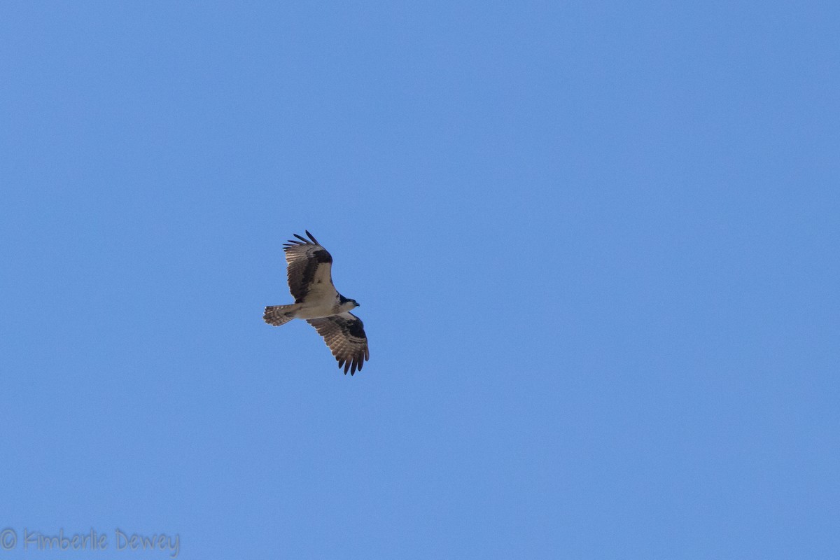 Osprey - ML147139891