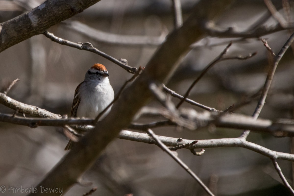 Chipping Sparrow - ML147140201