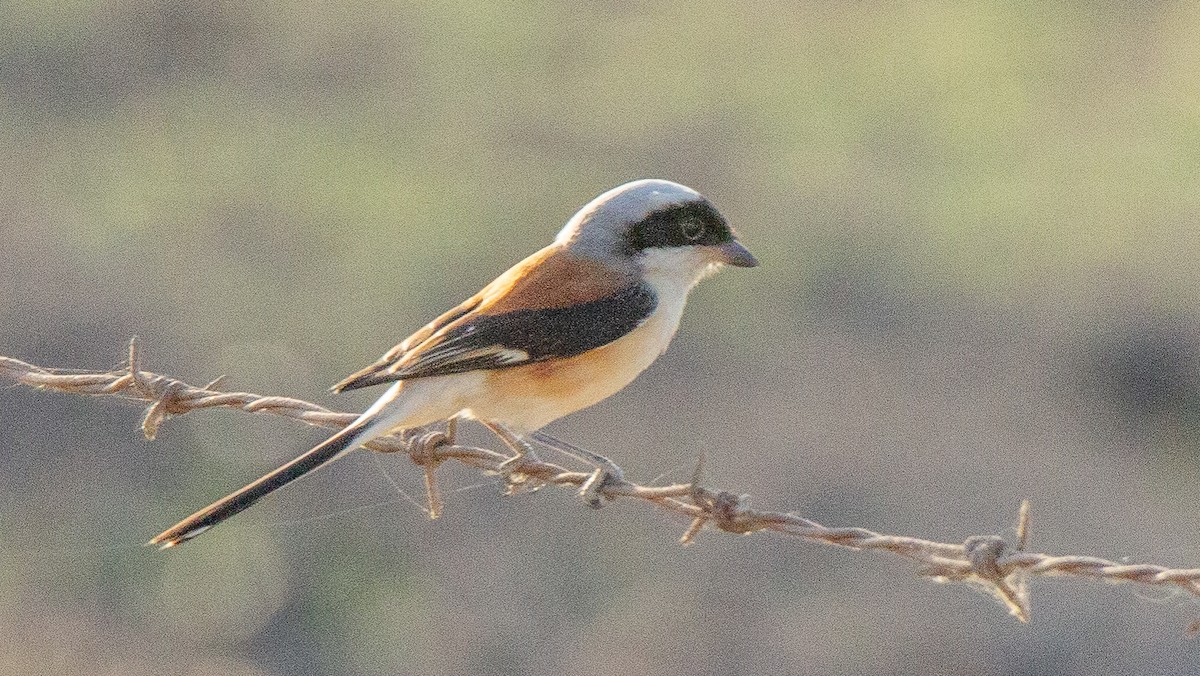 Bay-backed Shrike - Mukul Aggarwal