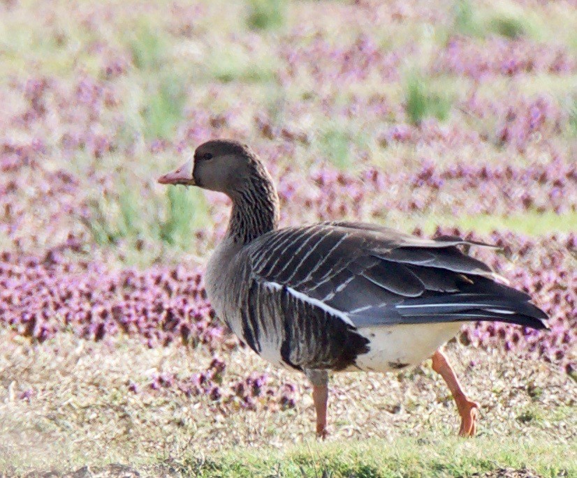 Greater White-fronted Goose - Marcia Balestri
