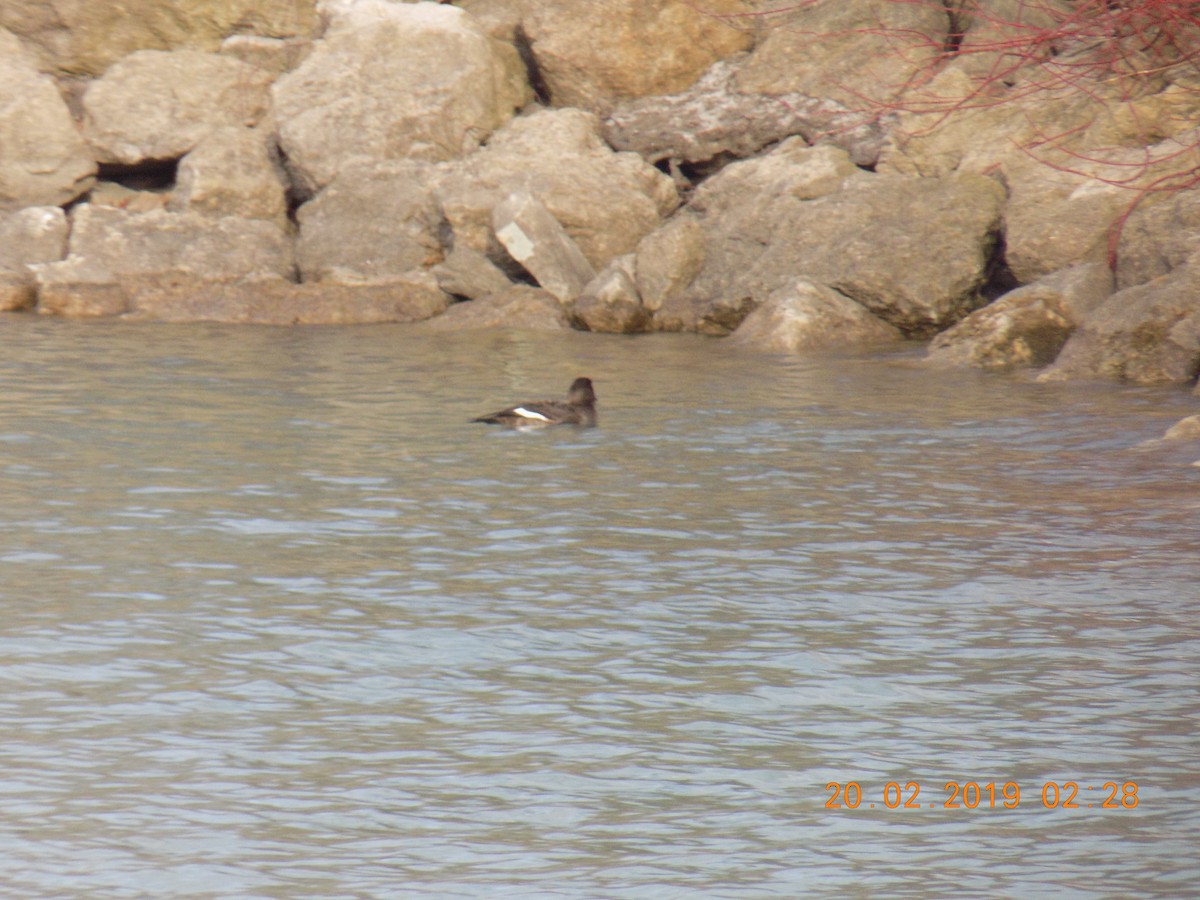 White-winged Scoter - Juan Ramírez