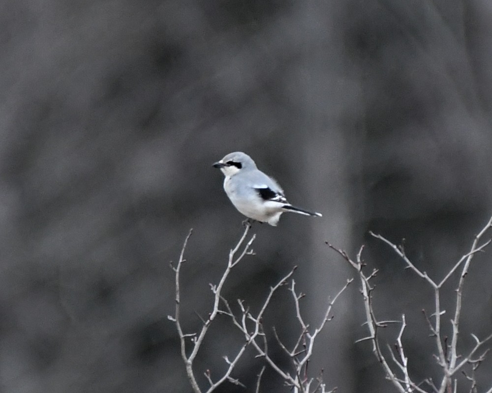 Northern Shrike - josh Ketry