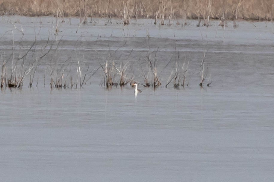 Clark's Grebe - ML147146151