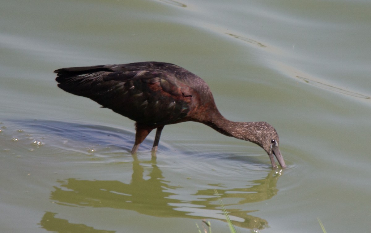 ibis hnědý - ML147146781