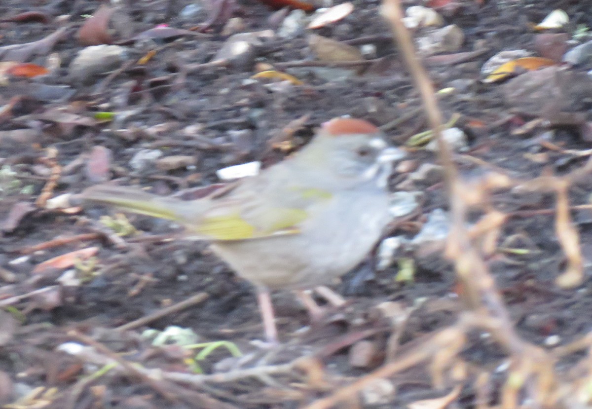 Green-tailed Towhee - ML147147011