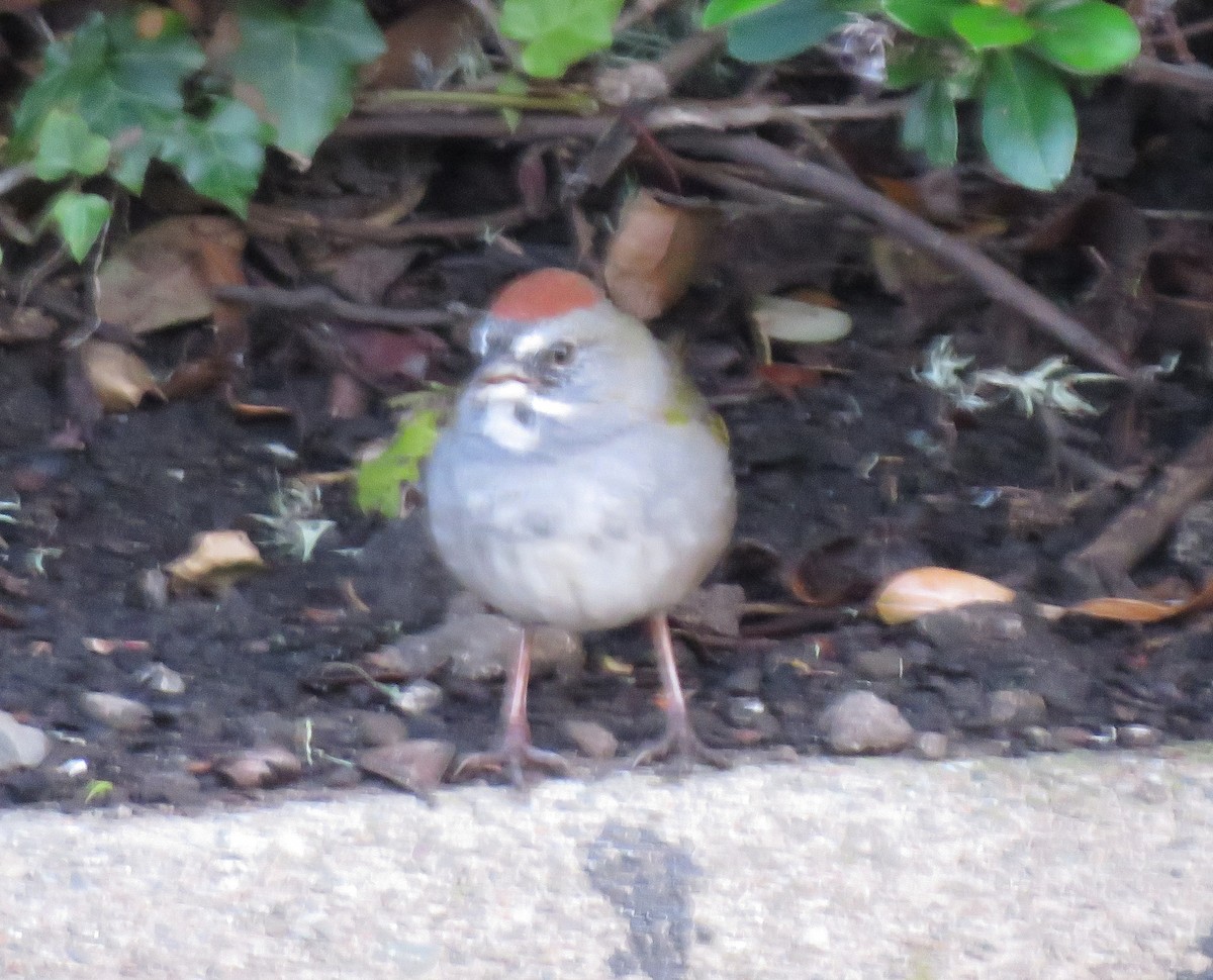 Green-tailed Towhee - ML147147031