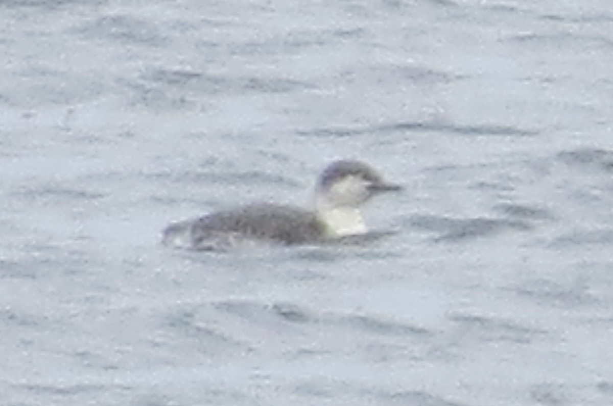 Red-throated Loon - ML147147331