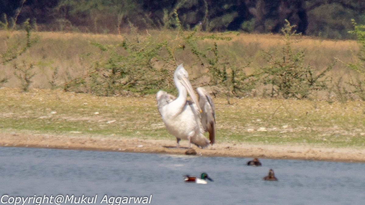 pelikán kadeřavý - ML147147911